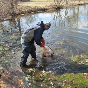 Fish Stocking 2